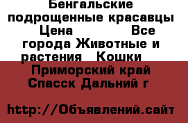 Бенгальские подрощенные красавцы. › Цена ­ 20 000 - Все города Животные и растения » Кошки   . Приморский край,Спасск-Дальний г.